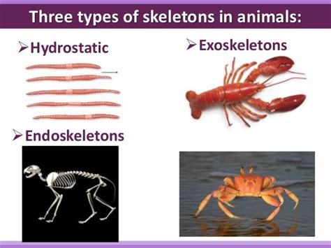 animal's internal support structure figgerits|27 Animal Locomotion And Support Systems .